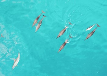 Timor Leste Dolphins