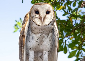 Timor Leste Bird Watching