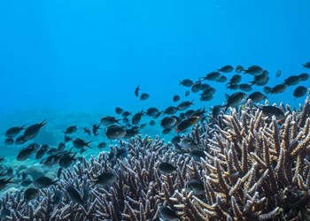 Timor Leste Atauro Island Marine Life