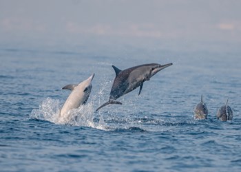 Look Out For Playful Dolphins Crossing To Atauro Island